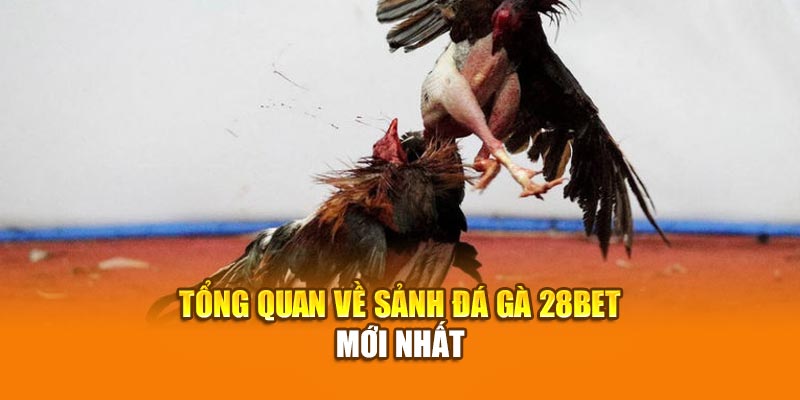 28BET - Trang Chủ Nhà Cái Uy Tín Năm 2025 Tại Châu Á 29 Các chiến kê được tuyển chọn kỹ lưỡng, sở hữu chiêu thức độc quyền và đòn đá mãn nhãn, hứa hẹn thỏa mãn đam mê của cộng đồng đá gà 28Bet